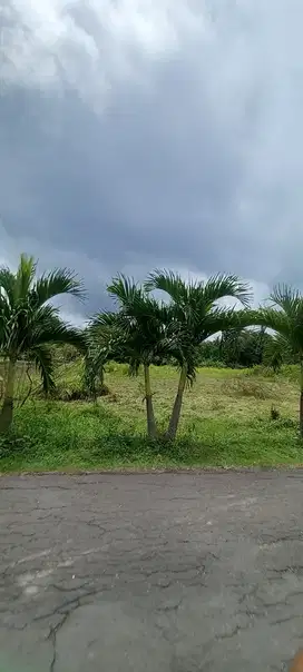Tanah Murah Godean Sleman  Legalitas Lengkap & Aman