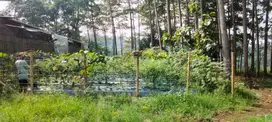 Tanah Punclut View Keren Luas 280mtr Harga Hanya 600jt, Doc. SHM