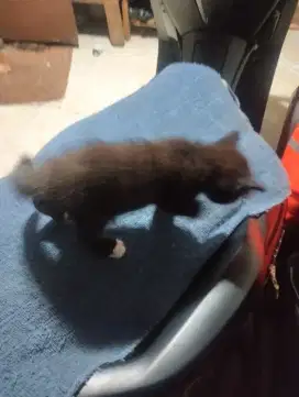 Kitten anggora usia 2 bulang kurang seminggu