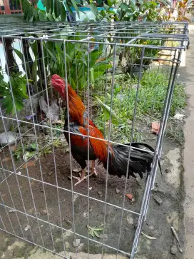 Ayam Bangkok X Pakhoy Muda