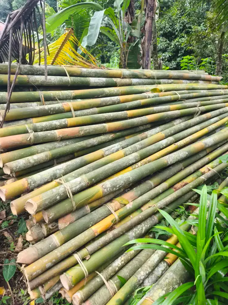 Dijual bambu 4 mter