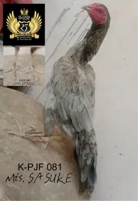 Ayam bangkok, pama, birkok, birma, pakhoy