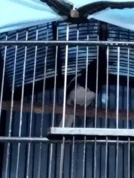 DI JUAL BURUNG KACER
