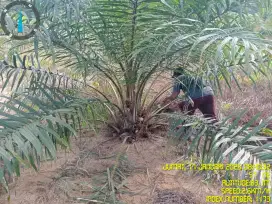 Loker Perawatan di Perkebunan