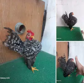Ayam serama jali sepasang