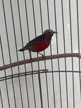 Burung ko nin masteran murai