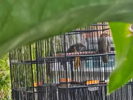 Cucak Rowo Ropel Cd Sepasang 1 Susuhan Siap Tangkar