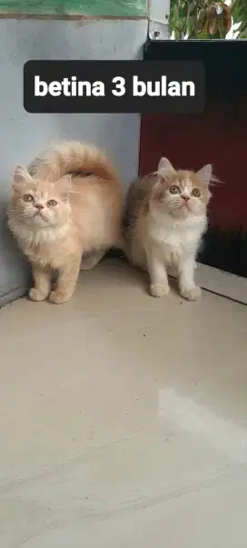Kitten Flatnos betina 3 bulan ( untuk 1 kitten )