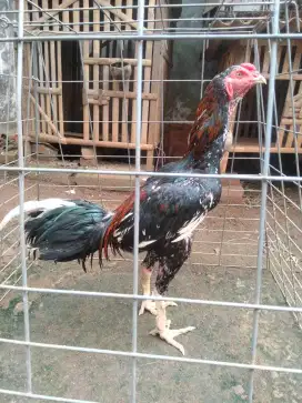 ayam Bangkok brumbun sisik berjalu