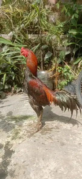 Ayam ada pukul ko line import magon pamagon khoy super mantap speed