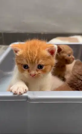 Kucing BSH Cinnamon Carrier
