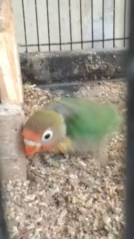 Anakan Lovebird umur 1 bulan