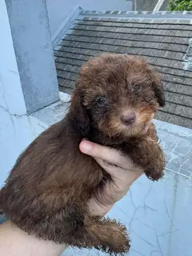 Poodle Toy Puppy / Puppies / Anakan Lokasi BSD