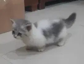 Kucing kitten jantan munchkin  cebol longhairrr imut imut