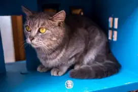 Bsh tabby jantan proven