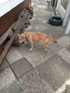 Anjing Jantan 5 Bulan