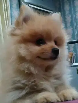 Anjing kecil pom / Chihuahua /shitshu