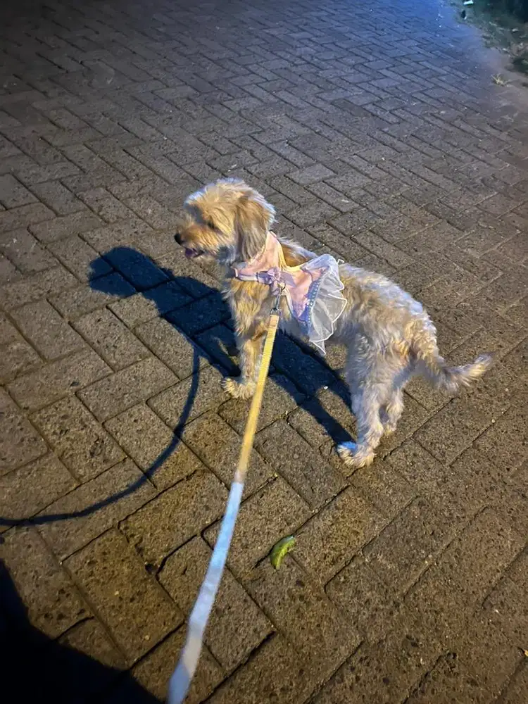 Anjing Poodle Mix