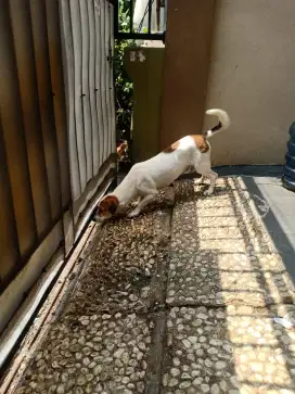 Anjing Lucu Jinak
