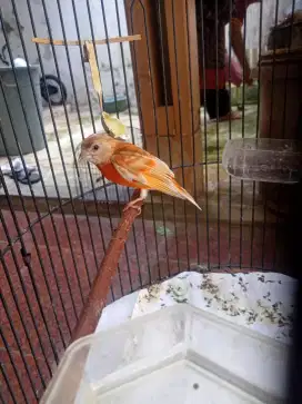 Burung Red Siskin Double Dilute