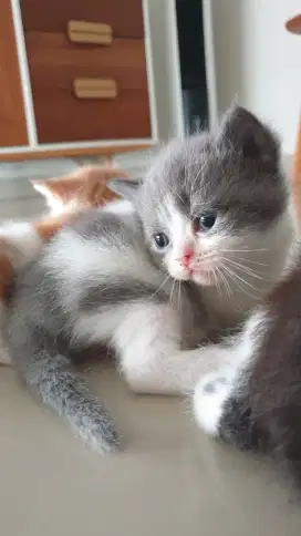 bsh female open adopt