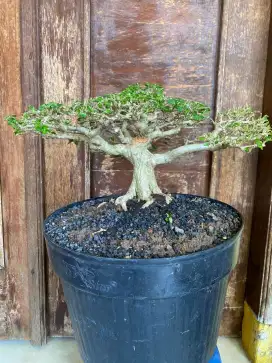 Bonsai sancang siap jalan jalan