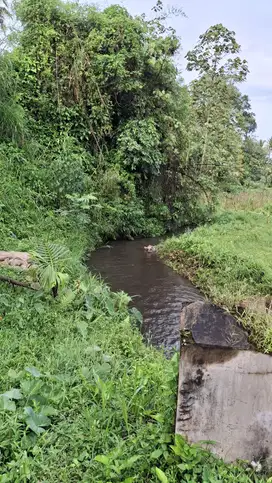 Tanah Murah Buat Peternakan Ayam MalangBismillah   DIJUAL TANAH KEBUN