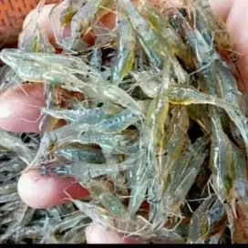 Pakan ikan predator