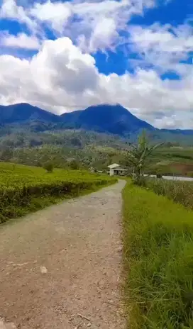 Tanah kebun ketinggian 1300 mdpl Akses mobil