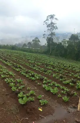 Tanah kebun dekat Wisata Rahong, Riunggunung Pangalengan