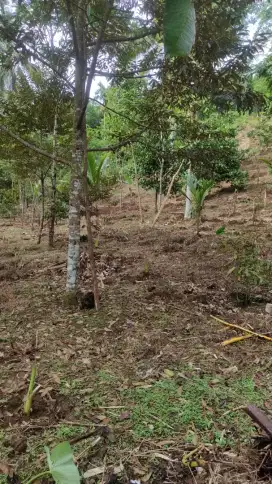 Kebon di jual terima AJB