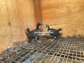 Ayam black sumatra 3-4 minggu