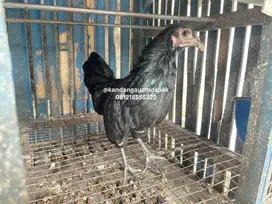Ayam black sumatra betina