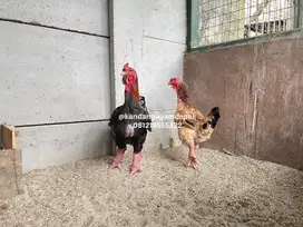Ayam dong tao dewasa sepasang