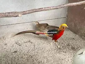Ayam golden phaeasant dewasa sepasang