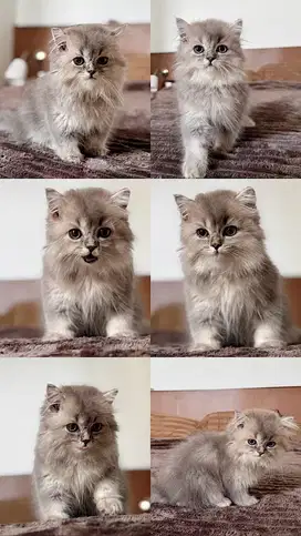 Kucing Kitten Scottish Straight Long Hair Import Pure Breed