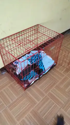Kandang Kucing Bekas