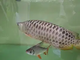 Arwana polkadot GR sumo