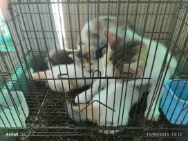 Kitten Gratis Usia 1 bulanan