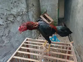Ayam Bangkok x mangon