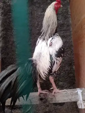 Jual ayam bangkok SPR