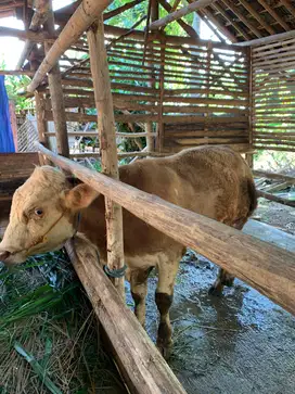 Sapi Jantan Simmental