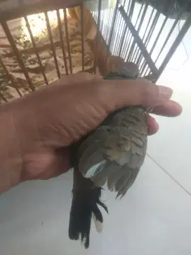 Perkutut Lokal Fullset, ada Bulu Putih Disayap Kanan Barter Ajukan.