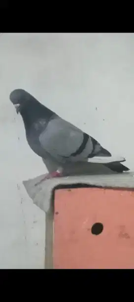 Di jual Burung merpati bujang