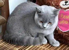 Kucing british shorthair bsh british short hair