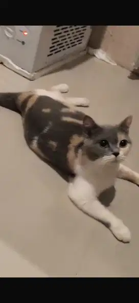 BSH Calico Betina