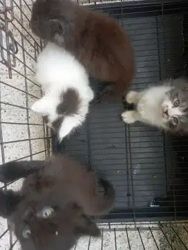 Kitten Maincone usia 1.5bln dan 2,5bln
