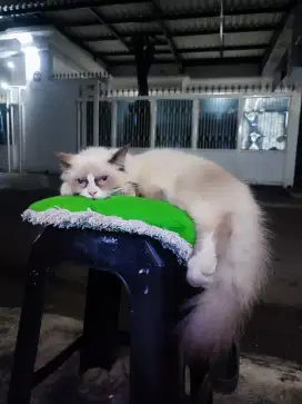 Ragdoll Ganteng fullset