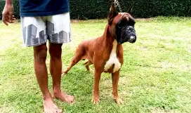 Anjing Boxer umur 3th