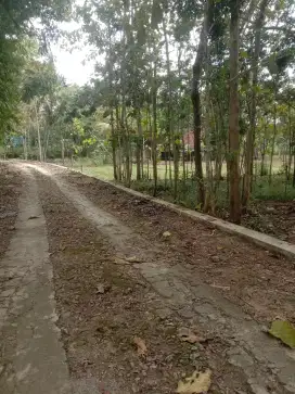KEBUN JATI DI JUAL MURAH
